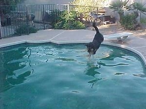 Buck the Shepherd/Husky/Rottie mix front paws reaching the pool water first as he jumps in