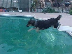 Buck the Shepherd/Husky/Rottie Mix diving into the pool off of the diving board