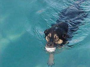 Buck the Shepherd/Husky/Rottie Mix is swimming with a ball in its mouth