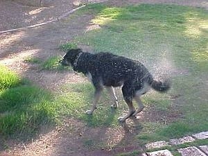 Buck the Shepherd/Husky/Rottie mix is shaking himself dry as water flys off of the dog