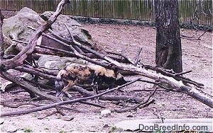 Two African Wild Dogs digging around fallen trees with large rock in the background