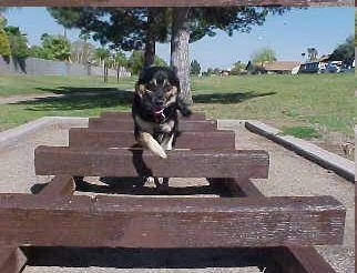 Buck the German Shepherd/Rottweiler/Husky mix is running and jumping over wooden planks in a park