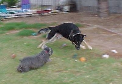 Buck the Shepherd/Husky/Rottie Mix is running around a toy dog named Todo
