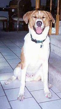 A white and brown American Foxhound is sitting in front of stairs on a tiled floor with its mouth open and eyes closed