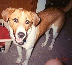 A white and brown American Foxhound is standing with its mouth open next to basket filled with laundry