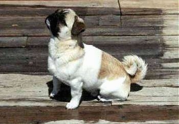 The left side of a white with tan American Lo-Sze Pugg that is sitting on a wooden porch. It is looking up and to the left.