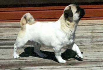 The right side of a white with tan American Lo-Sze Pugg that is looking up and walking across a wooden porch