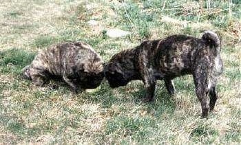 Two brindle American Lo-Sze Puggs are playing with a tennis ball outside in a field.