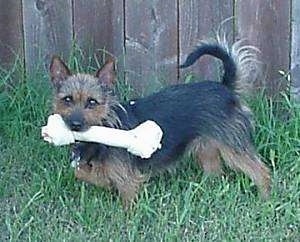 The left side of a black with brown Australian Terrier that is running across a yard with a large rawhide dog bone in its mouth and it is looking forward.