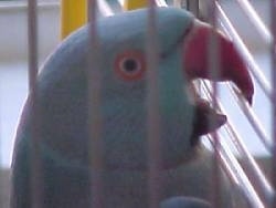 Close up side view head shot - A blue with red parrot is biting the side of a cage. The red coloring is around its eye and on its beak