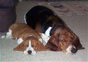 A Basset Hound puppy sleeping next to an adult Basset Hound