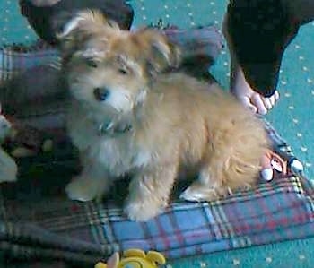 Molly the Bichon Yorkie puppy sitting on a plaid blue dog bed with a persons toes in the background