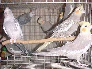 Close up - A flock of birds are hanging on the sides of a cage.