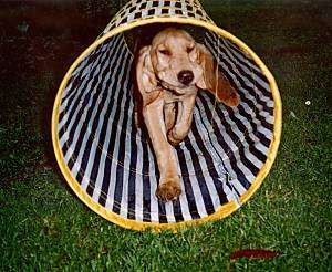 Matilda the Bloodhound running through an agility tunnel