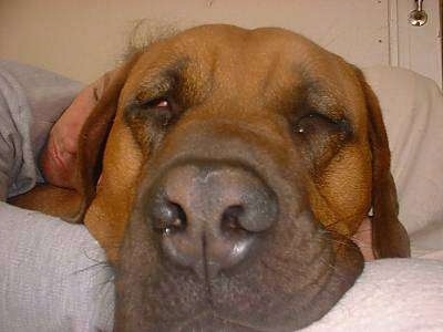 Close Up with the focal point on the nose - A large sleepy brown dog is sleeping on top of a person