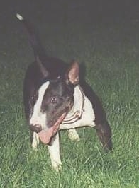 Tex the Bull Terrier standing outside with its mouth open and tongue out and looking to the left