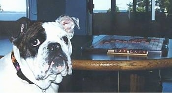 A white with black Bulldog is sitting in a chair in front of a table. There is an active game or scrabble going on with a wooden board with the letters - LAT CATS
