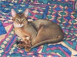 Whisky the Abyssinian cat is laying on a bed and looking up at the camera holder