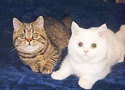 Cloe and Milo the Exotic Shorthaired cats are laying on a blue backdrop and looking at the camera holder