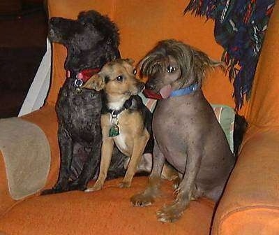 Three dogs are sitting next to each other in an orange chair