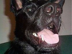 Close Up - The face of a shiny-coated black dog with its mouth open and tongue out