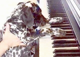 A black and white spotted puppy has its paws on a pianos keys