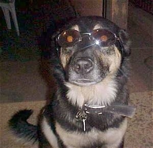 Close Up - A large black and tan dog is sitting on a carpet wearing sunglasses