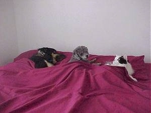 A large black with tan dog is laying in a human's bed next to a grey dog, which is next to a white with black cat