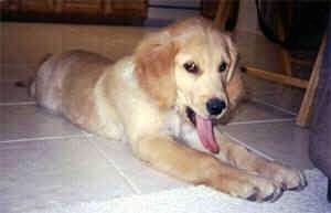 A tan dog is laying on a tiled floor and there is a chair next to it. Its mouth is open and tongue is stretched way out