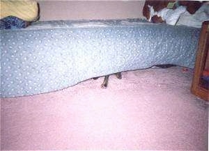 A Doberman Pinschers leg is visible under a bed. The bed cover is light blue and the carpet is pink.