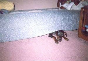 A Doberman Pinscher head and front paws are coming out from under a bed