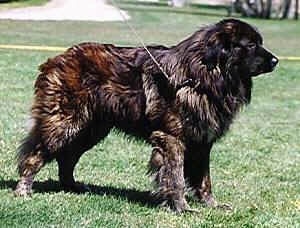 Right Profile - Estrela Mountain Dog standing outside