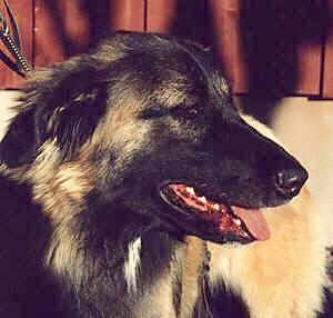 Close Up - Estrela Mountain Dog is standing and looking to the left with its mouth open and tongue out