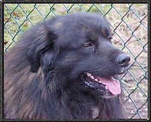 Close Up - Cão da Serra da Estrela is sitting in front of a fence with its mouth open and tongue out