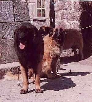 Two Estrela Mountain Dogs are standing in front of a brick wall and One Estrela Mountain Dogs is sitting behind one of them