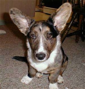 Jacob the Cardigan Welsh Corgi Puppy is sitting on a carpet in front of a wooden chair with its very large ears up and looking at the camera holder
