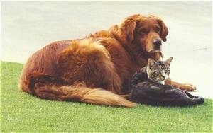 Jake the red colored retriever dog and Socks the gray and white tiger cat are laying in the grass next to each other on the curb of the street