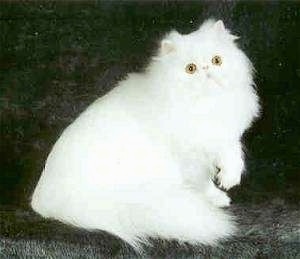 Binky the solid white Persian cat is sitting on a black back drop and looking towards the camera holder