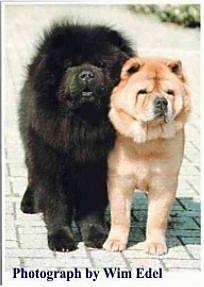 big black chow chow