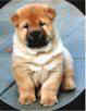 A Chow Chow puppy is sitting on a wooden porch. There is a heavy black vignette on the image
