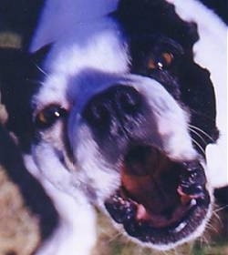 Close Up - white with black Boston Terrier is in mid-bark