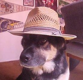 A large black and tan dog is sitting behind a chair and it is wearing a straw hat. There are sports team flags hanging on the wall behind it.