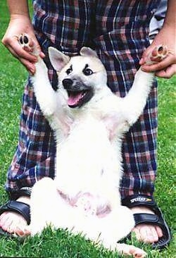 A dog has its front paws being held in the air exposing its belly by a man in blue plaid pajama pants and sandals outside in grass.