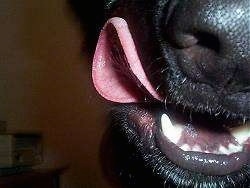 Close Up - A shiny-coated black dog's tongue
