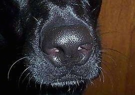 Close Up - A shiny-coated black dog's black nose
