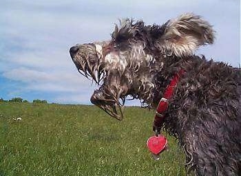 A wet gray dog is barking in a field. It is waring a red collar with a red heart shaped dog tag hanging off of it.