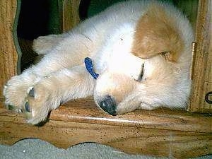 A tan and white puppy wearing a blue collar is sleeping under a coffee table