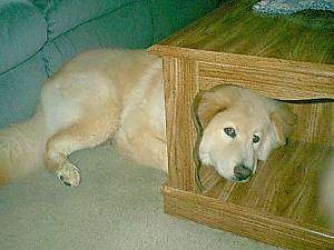 A tan and white dog is laying in front of a couch. Its large head is sticking through the bottom of a coffee table.