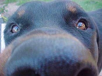 Close Up zoomed in on half of the nose and focused on the eyes- A black with brown Rottweiler dog's face