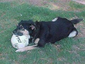 A large black with tan dog is laying in a field with its head on top of a soccer ball